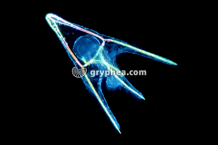 Oursin - Larve Pluteus jeune (Paracentrotus lividus) (FN) x50 - gryphea.com